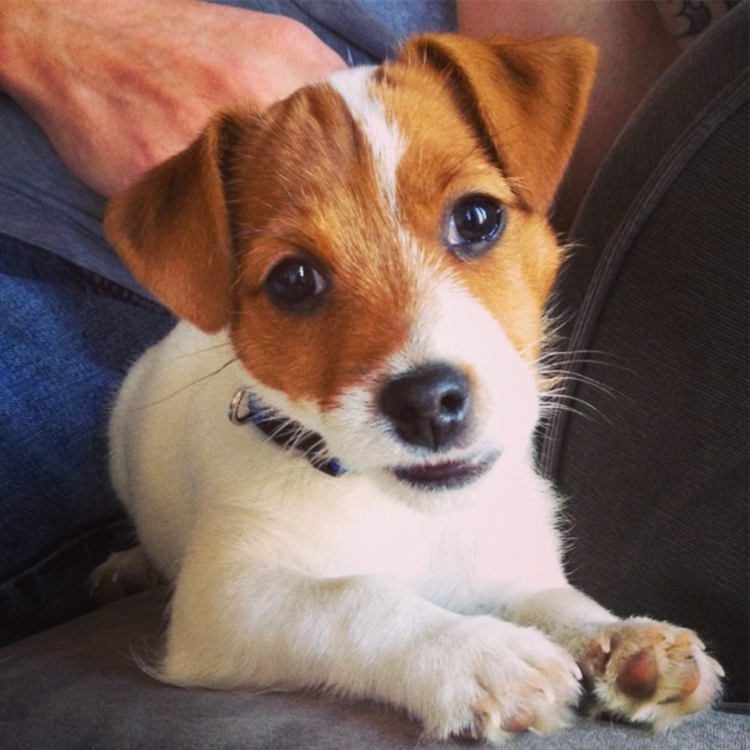 Chip